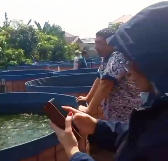 Budi Daya Pembibitan Ikan Lele